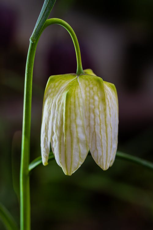 fritillaria meleagris, ヘビの頭のバイモ, 垂直ショットの無料の写真素材