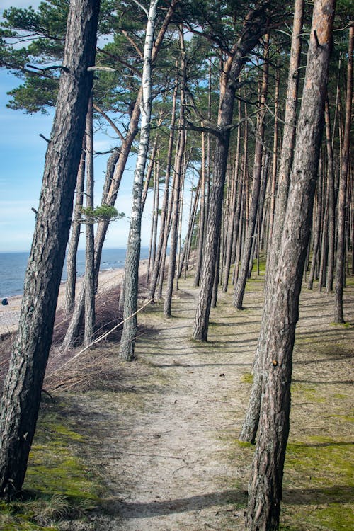 Path on a forest