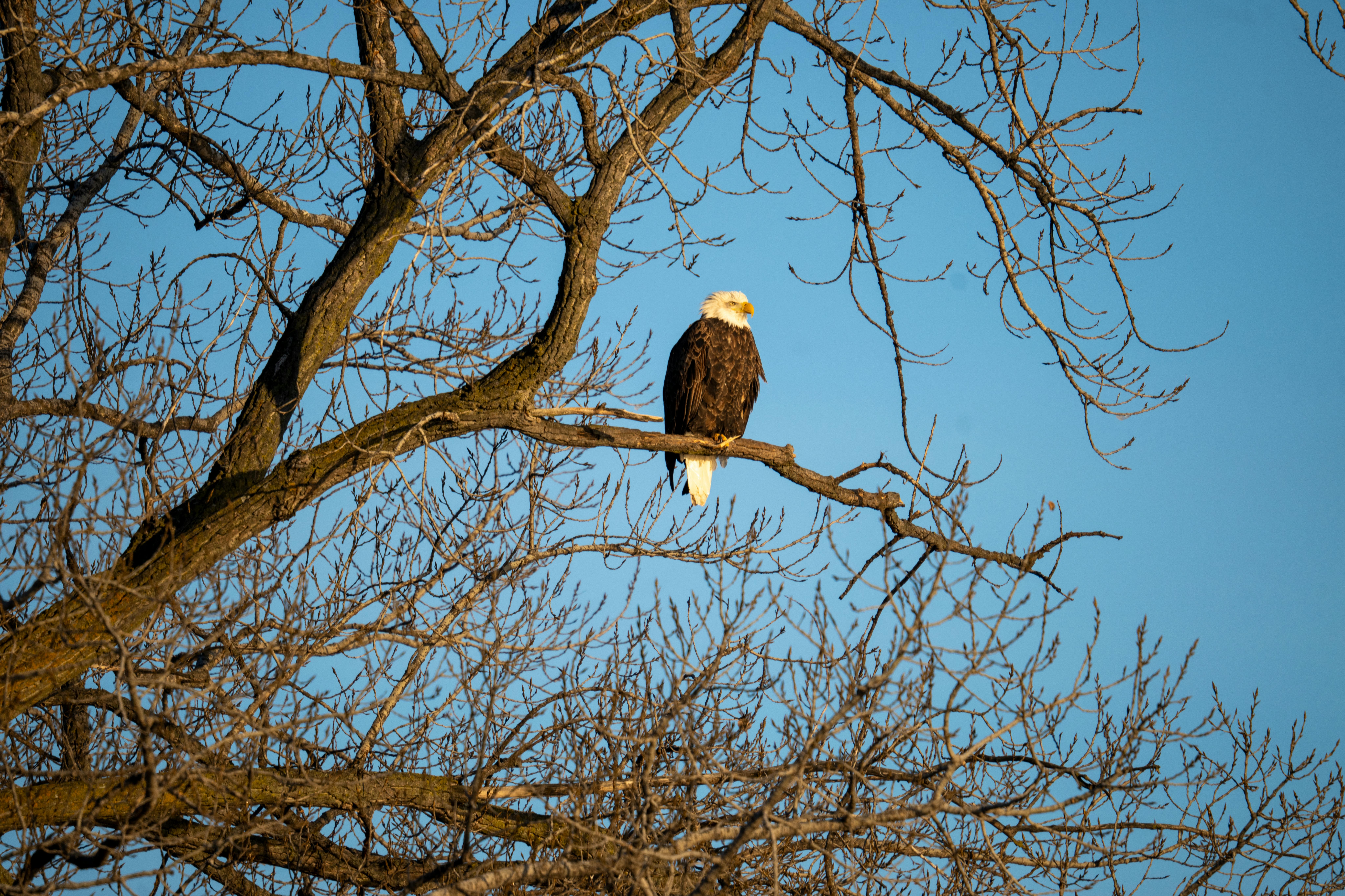'The eagles have landed!' Bald eagles seen nesting in L.A. County