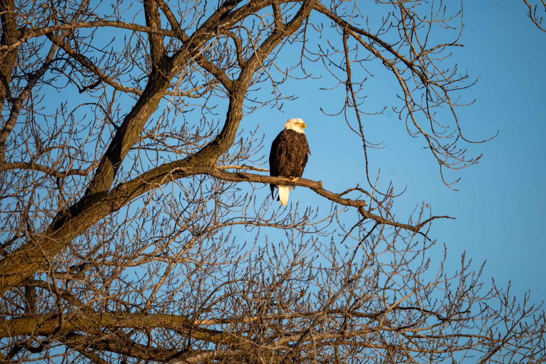'The eagles have landed!' Bald eagles seen nesting in L.A. County
