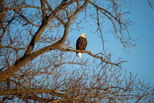 Free A majestic bald eagle perches on a bare tree branch against a clear blue sky. Stock Photo