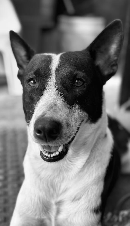 A black and white dog with a smile on its face