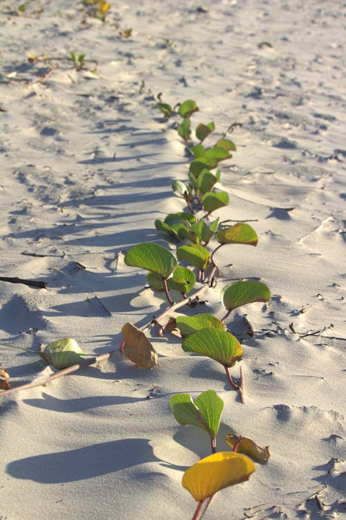Ilmainen kuvapankkikuva tunnisteilla hiekka, hiekkaranta, kasvi