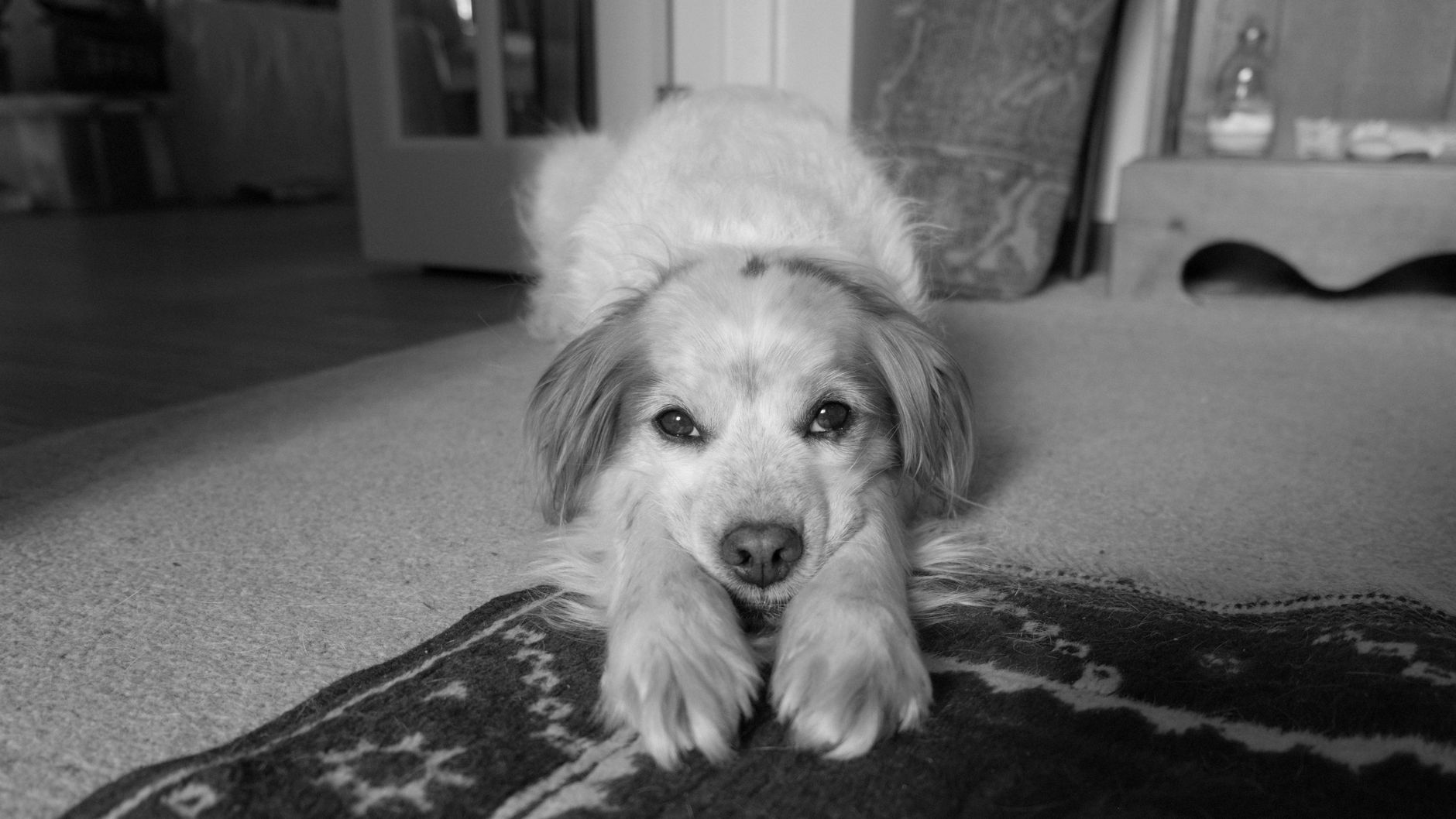Healthcare and wellness consultation for a dog