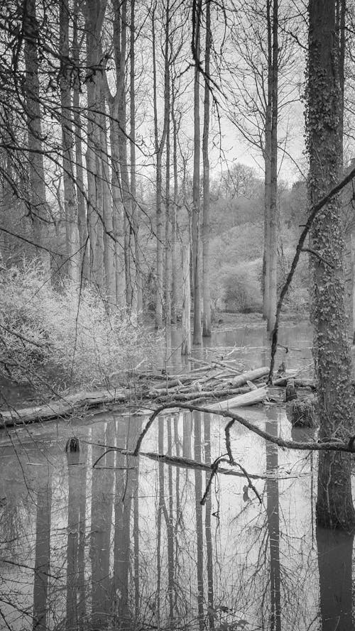 Безкоштовне стокове фото на тему «вертикальні постріл, відображення, водно-болотні угіддя»