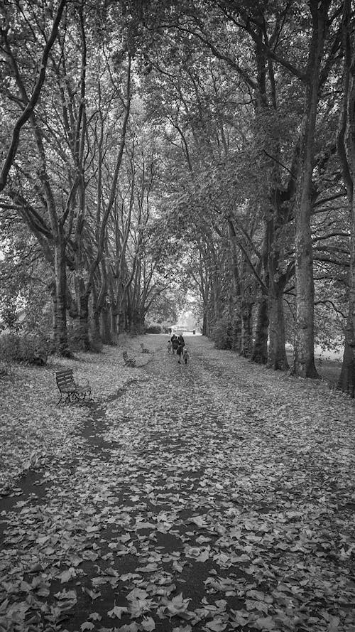 A black and white photo of a person walking down a path