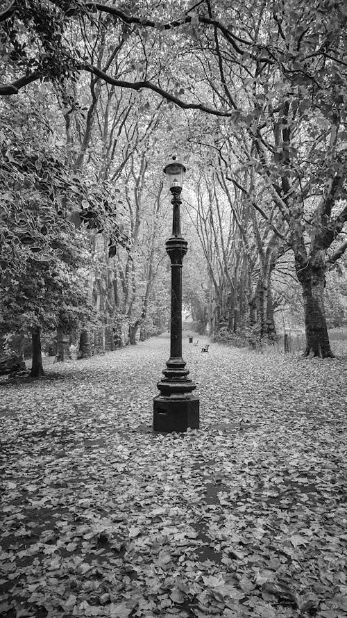 A black and white photo of a street lamp in the park