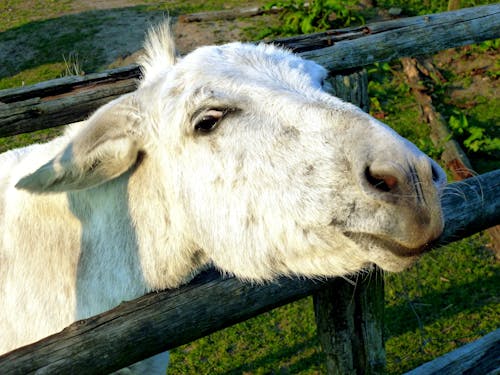 White Goat Beside Fence