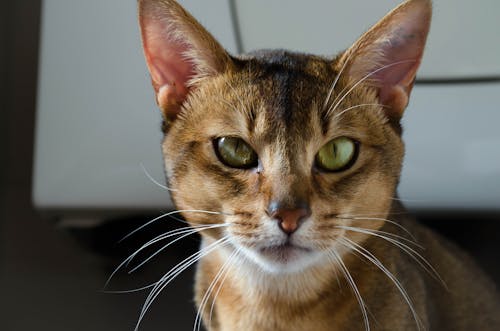 Безкоштовне стокове фото на тему «абіссінська кішка, впритул, вуса» стокове фото