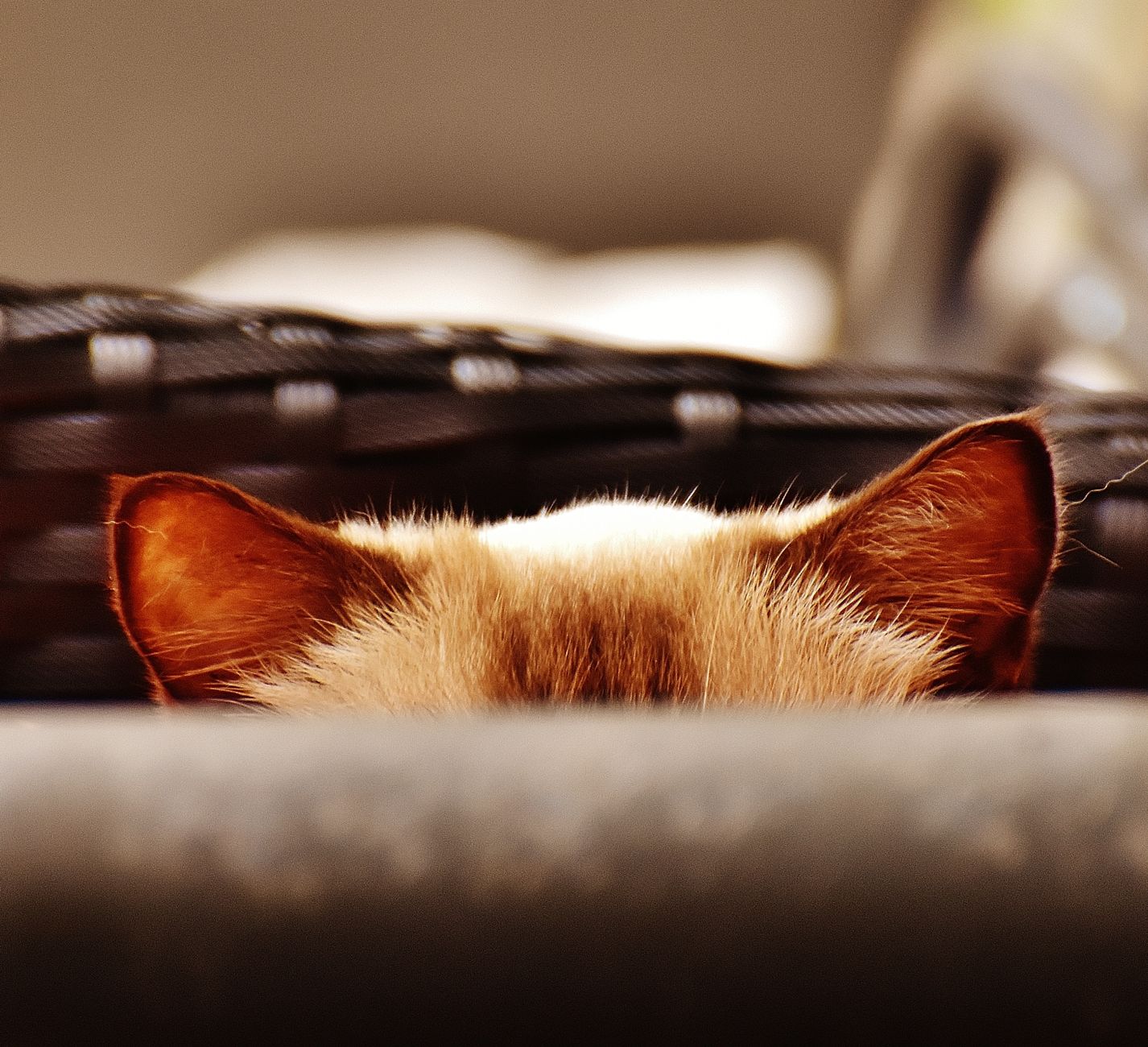 Portrait of a cat at a veterinary clinic