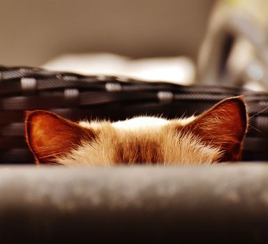 Brown Cat