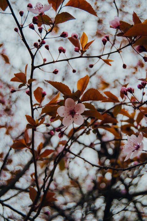 Photos gratuites de arbre, beauté naturelle, branche