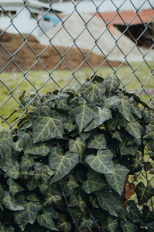 bitki, bitki örtüsü, chainlink çit içeren Ücretsiz stok fotoğraf