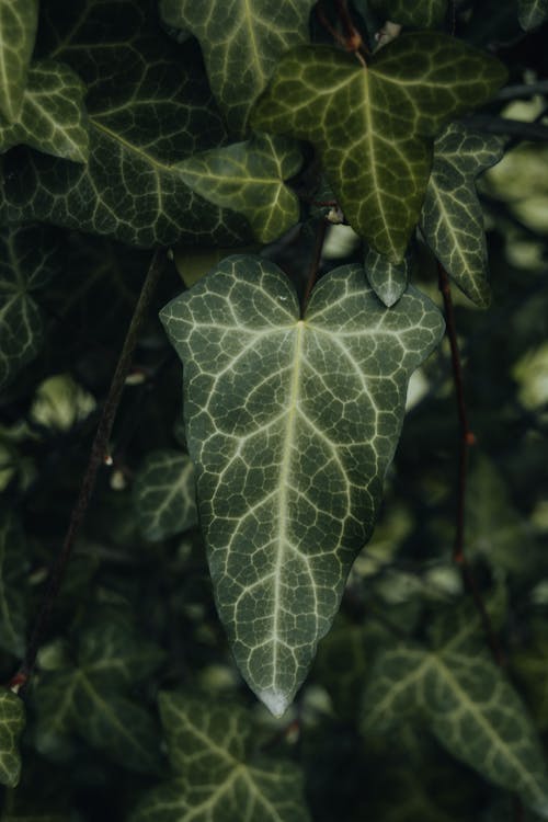 나뭇잎, 담쟁이덩굴, 셀렉티브 포커스의 무료 스톡 사진