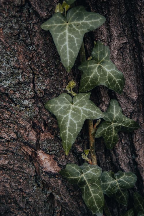 Free Detailed texture of green ivy leaves climbing a tree trunk in nature. Stock Photo