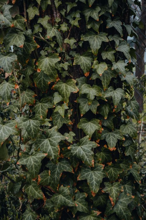 Free Vibrant green ivy leaves covering a tree trunk, showcasing nature's beauty. Stock Photo