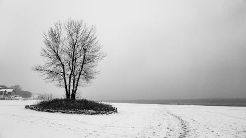 Photos gratuites de arbres, clairière, échelle des gris