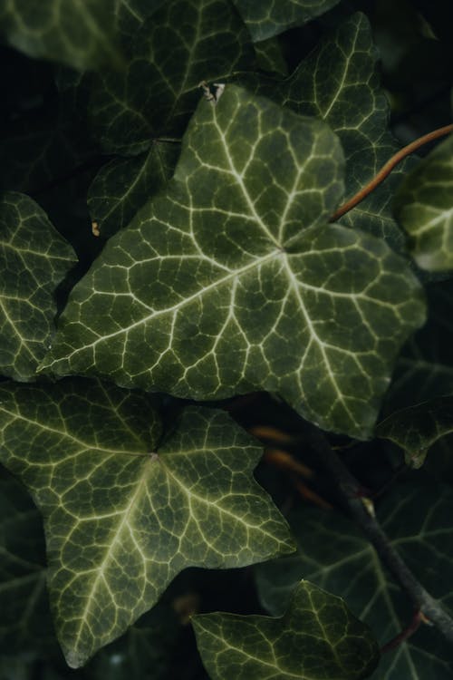 Foto d'estoc gratuïta de bellesa natural, enfocament selectiu, fons de pantalla per al mòbil