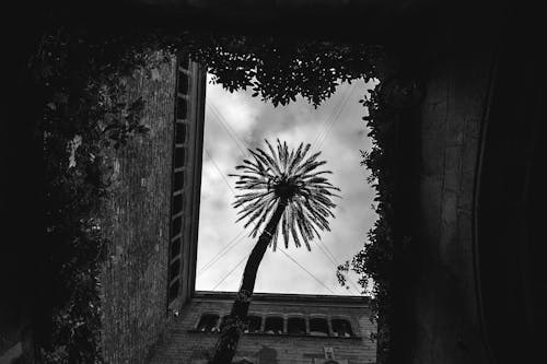 Fotos de stock gratuitas de abandonado, árbol, arquitectura