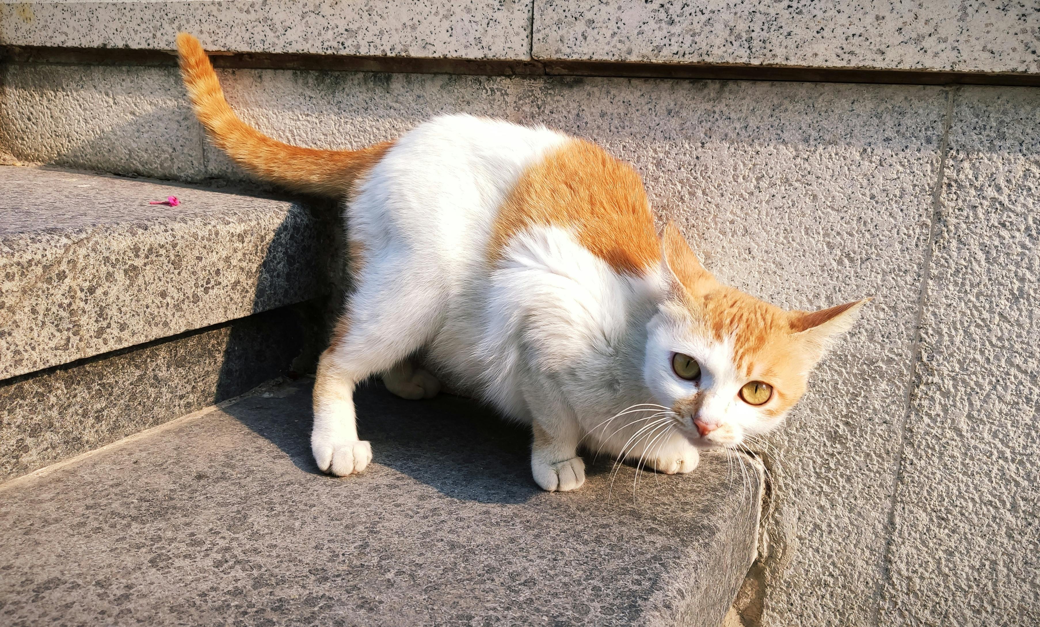 Diamond Tennis Bracelet