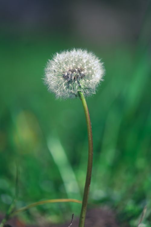 Free Detailed shot of a single dandelion with a blurred green background, capturing its fluffy texture. Stock Photo