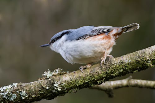 Crested tit on a branch