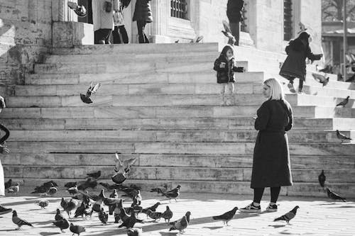 Fotobanka s bezplatnými fotkami na tému čierny a biely, holuby, kabát