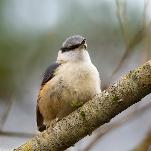 Crested tit on a branch