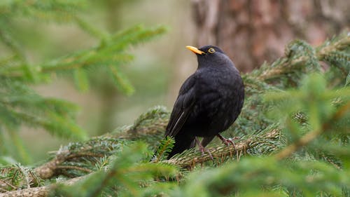 Blackbird in the forest