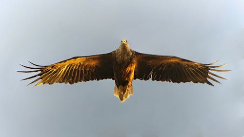 Eagle in the sky