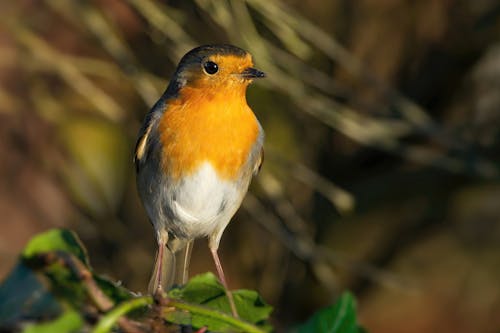 Robin sitting on a branch