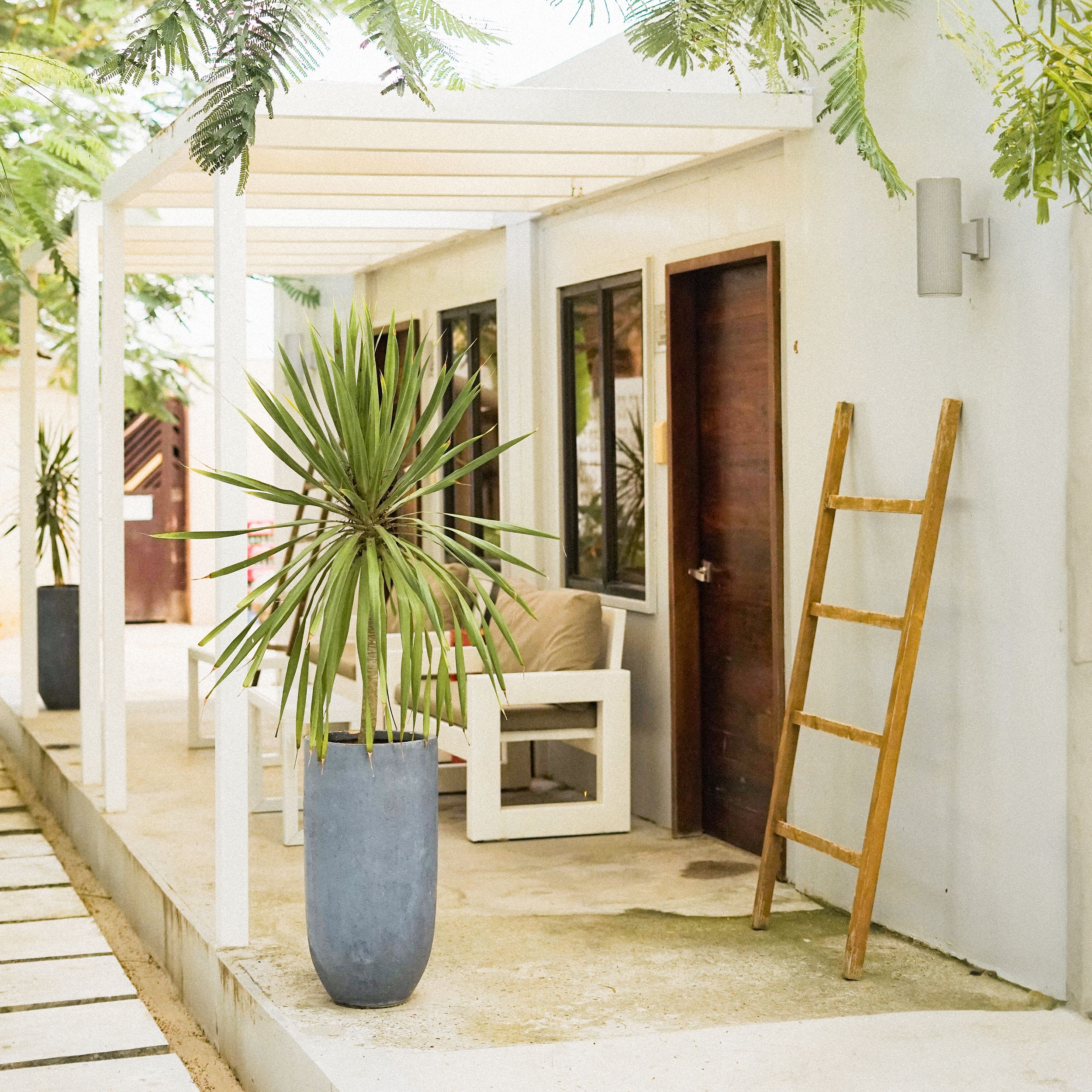 A ladder against the outside of a house being painted