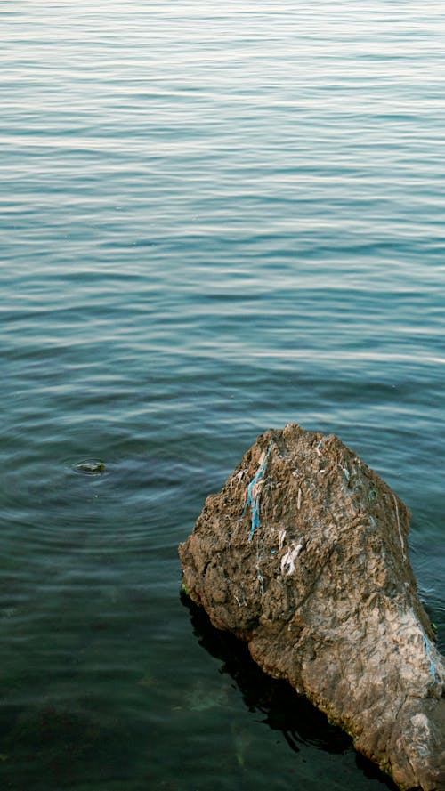 A rock in the water with a bird on it