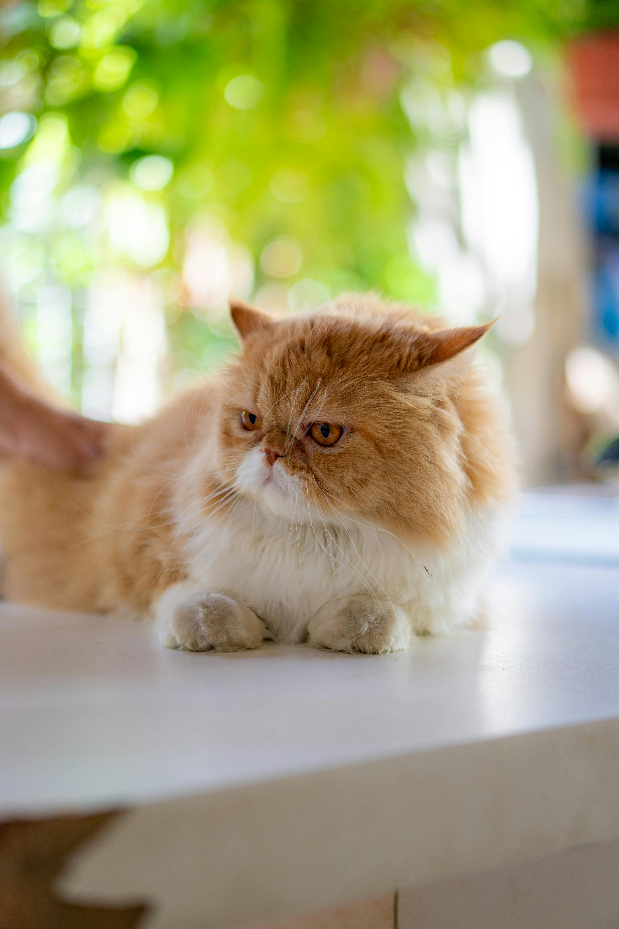 Fluffy ginger Persian cat lying on a table with a blurred green background.