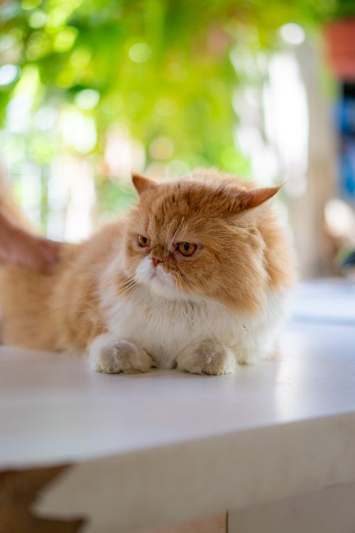 Free Fluffy ginger Persian cat lying on a table with a blurred green background. Stock Photo