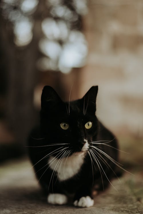 A black and white cat sitting on the ground