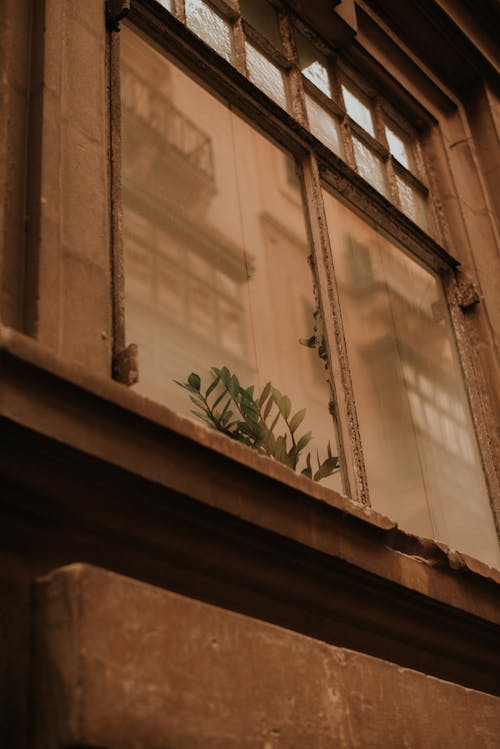 A window with a plant in it and a reflection