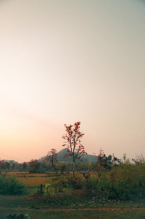 A lone tree in the middle of a field