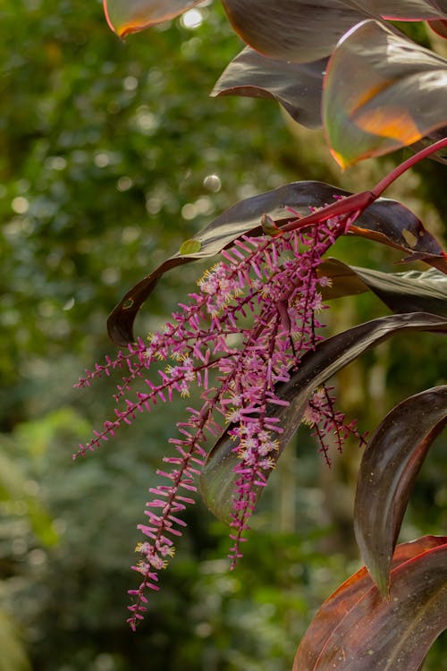 A plant with purple flowers and green leaves