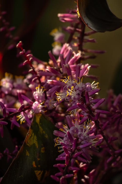 Imagine de stoc gratuită din cordyline fruticosa, culoarea liliacului, floare