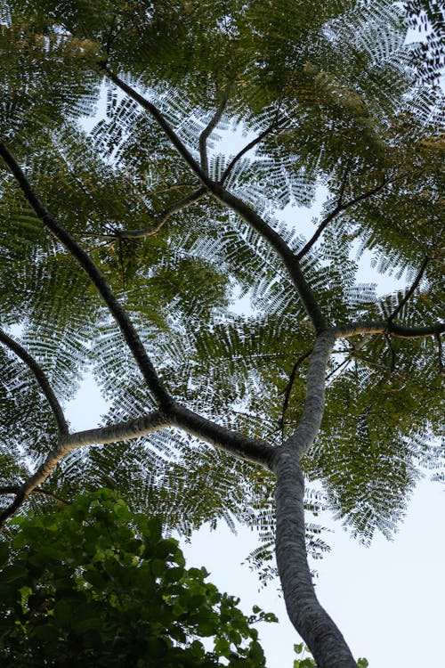 Darmowe zdjęcie z galerii z bujny, drzewo, gałąź