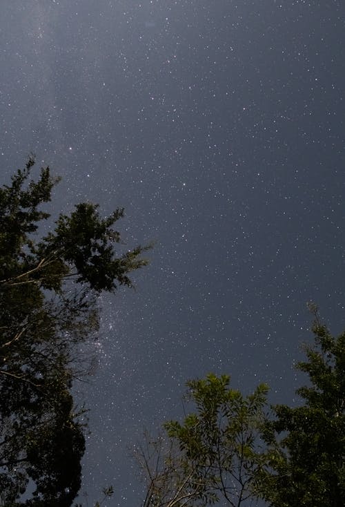 Imagine de stoc gratuită din arbori, celebrități, cer de noapte