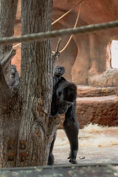 고릴라, 고릴라 아기, 나무의 무료 스톡 사진