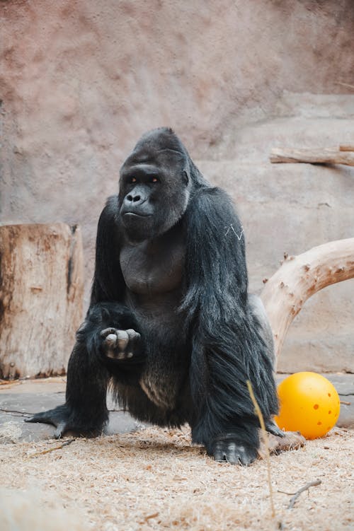 A gorilla sitting on a rock with a ball