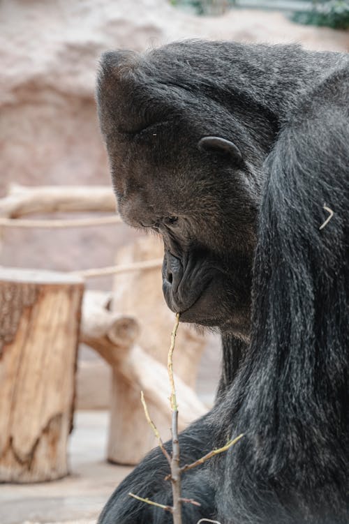 A gorilla is sitting in a zoo and eating