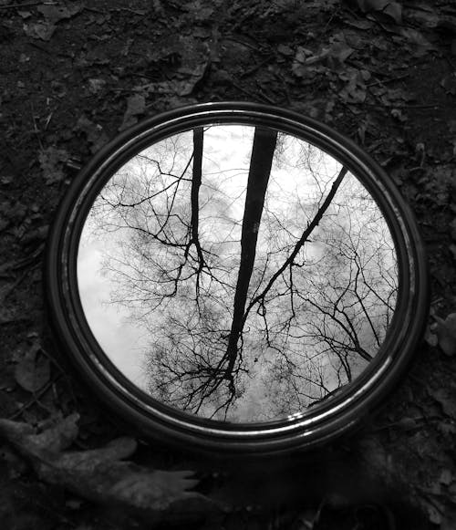 Бесплатное стоковое фото с вертикальный выстрел, дерево, зеркало