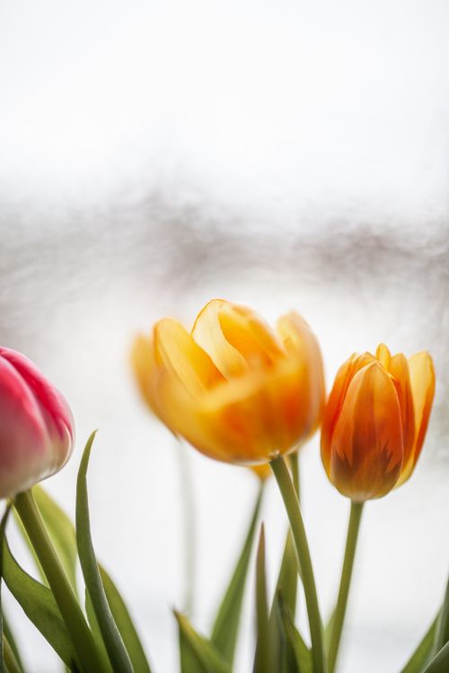 Free Close-up of colorful tulips with soft, blurred background. Bright spring feel. Stock Photo