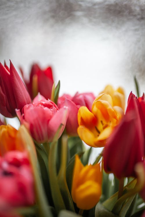 bahar, çiçeklenmek, dikey atış içeren Ücretsiz stok fotoğraf