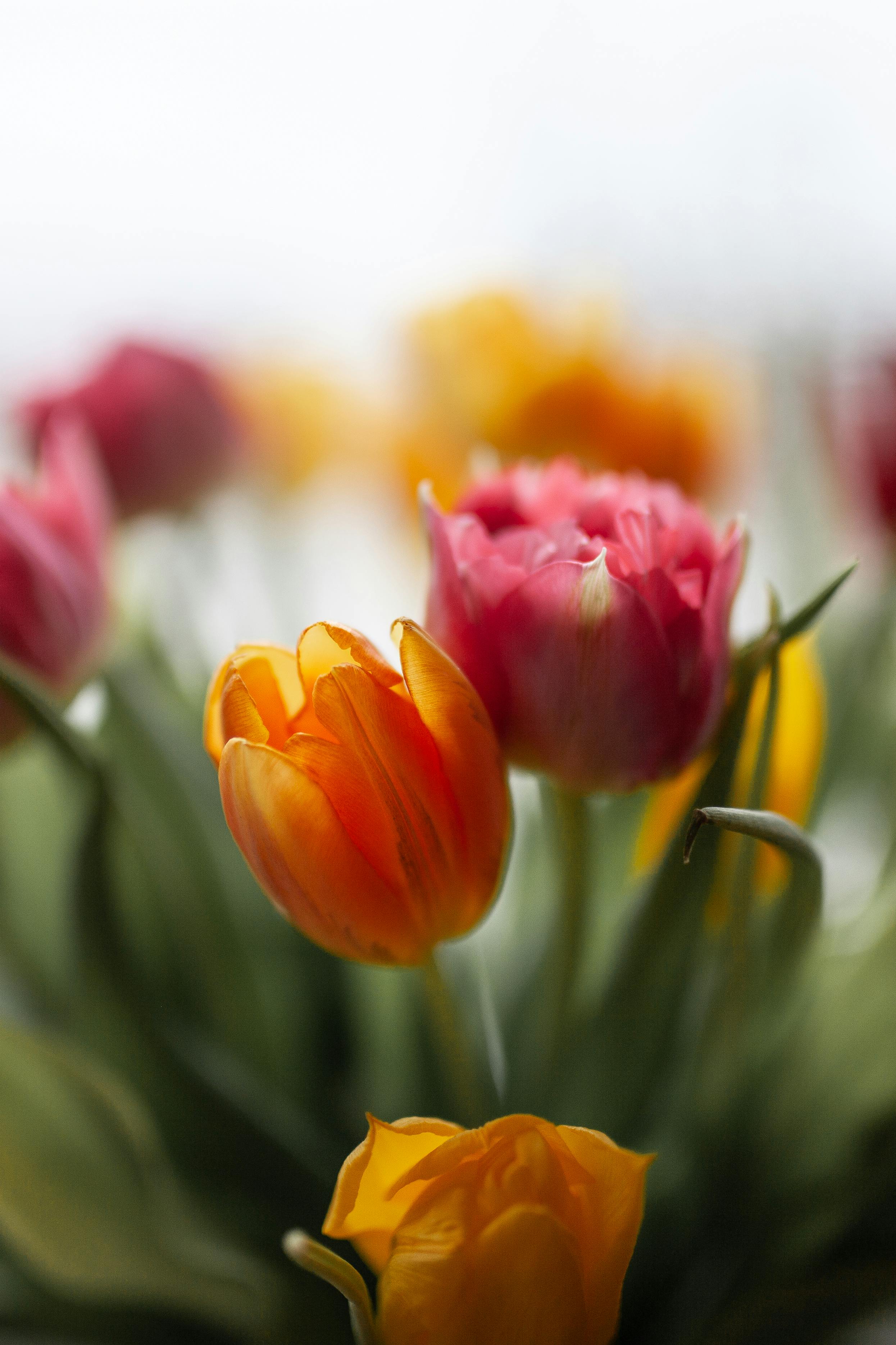 Beautiful tulips in orange and pink colors blooming with soft focus, embodying the essence of spring.