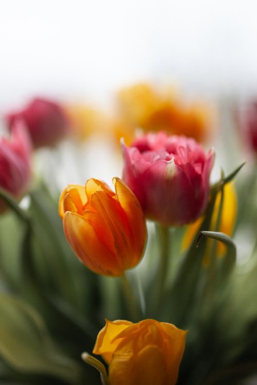 Free Beautiful tulips in orange and pink colors blooming with soft focus, embodying the essence of spring. Stock Photo